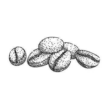 Grind cofeee bean sketch hand drawn vector Stock Illustration