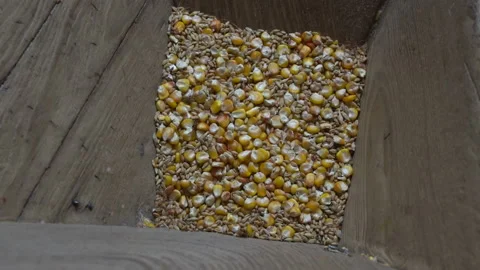 Grind corn in an old mill Stock Footage 140139948
