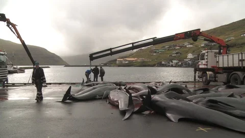 The Grind - Whale Hunt - Faroe Islands 9 Stock Footage