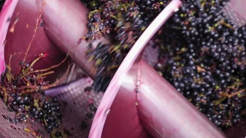 Grinding and mechanical crushing of red grapes Stock Footage 242523184