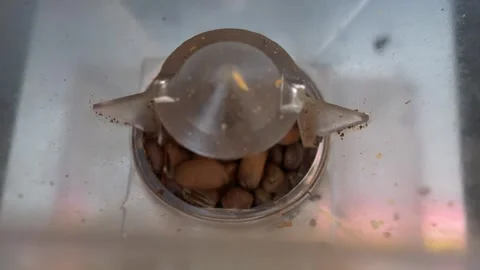 Grinding Coffee Beans in an Electric Grinder – Close-Up Shot Stock Footage 306232060
