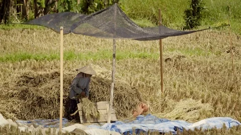 Grinding ears of rice. Peasants work on rice fields in Bali, Indonesia Vidéo 87486545