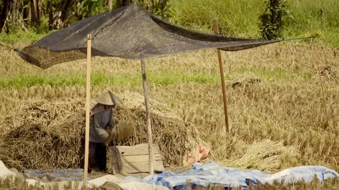 Grinding ears of rice. Peasants work on rice fields in Bali, Indonesia Vidéo 87486568