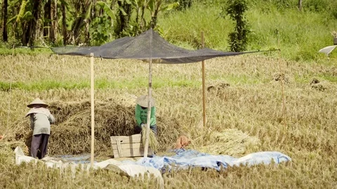 Grinding ears of rice. Peasants work on rice fields in Bali, Indonesia Vidéo 87486752