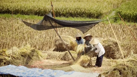 Grinding ears of rice. Peasants work on rice fields in Bali, Indonesia Vidéo 87487284