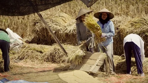 Grinding ears of rice. Peasants work on rice fields in Bali, Indonesia Vidéo 87487309