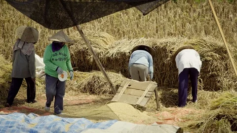 Grinding ears of rice. Peasants work on rice fields in Bali, Indonesia Vidéo 87487329