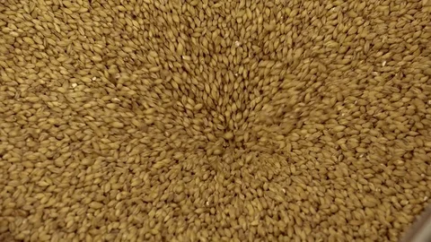 Grinding of malt for producing beer at the brewery. Stock Footage 84554847