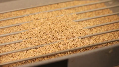 Grinding of malt for producing beer at the brewery. The crushing of the malt in Stock Footage 87735887