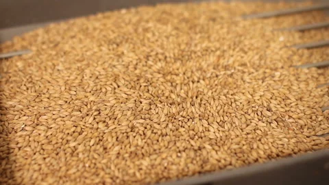 Grinding of malt for producing beer at the brewery. The crushing of the malt in 스톡 동영상 87736097