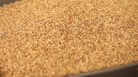 Grinding of malt for producing beer at the brewery. The crushing of the malt in Stock Footage 87736248
