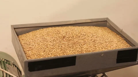 Grinding of malt for producing beer at the brewery. electric mill Vídeos de archivo 87736313