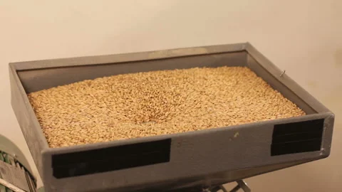 Grinding of malt for producing beer at the brewery. electric mill Stock Footage 87736500
