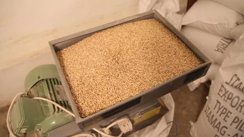 Grinding of malt for producing beer at the brewery. The crushing of the malt in Stock-Footage 87739134