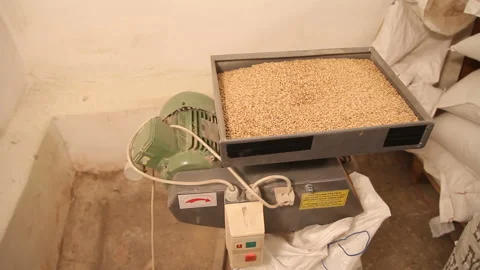 Grinding of malt for producing beer at the brewery. The crushing of the malt in Stock Footage 87739601