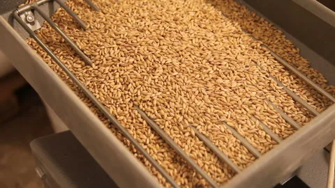 Grinding of malt for producing beer at the brewery. The crushing of the malt in Stock-Footage 87740749