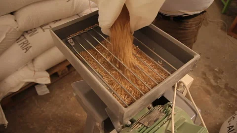 Grinding of malt for producing beer at the brewery. The crushing of the malt in Video stock 87743197