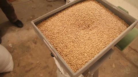 Grinding of malt for producing beer at the brewery. The crushing of the malt in Stock Footage 87745688
