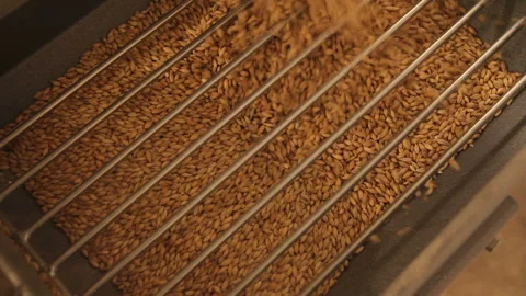 Grinding of malt for producing beer at the brewery. The crushing of the malt in 動画素材 87747115