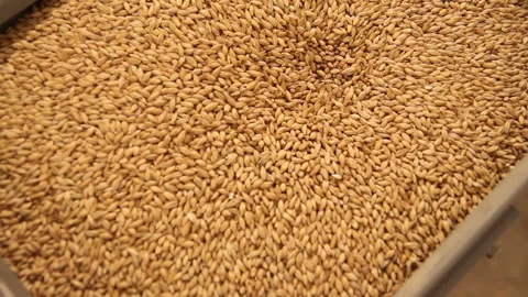 Grinding of malt for producing beer at the brewery. The crushing of the malt in Stock Footage 87748281