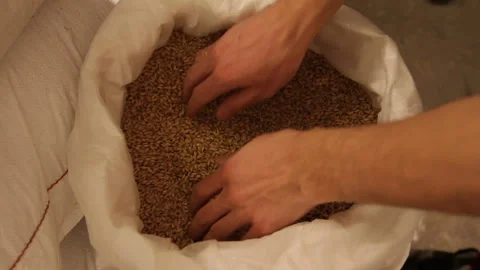 Grinding of malt for producing beer at the brewery. Male hands take the malt out Stock-Footage 87897485
