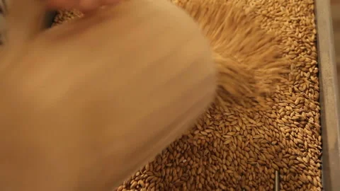 Grinding of malt for producing beer at the brewery. The crushing of the malt in Stock Footage 87897756