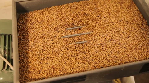 Grinding of malt for producing beer at the brewery. The crushing of the malt in Stock-Footage 87898464