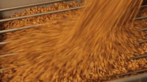 Grinding of malt for producing beer at the brewery. The crushing of the malt in Video stock 87898586