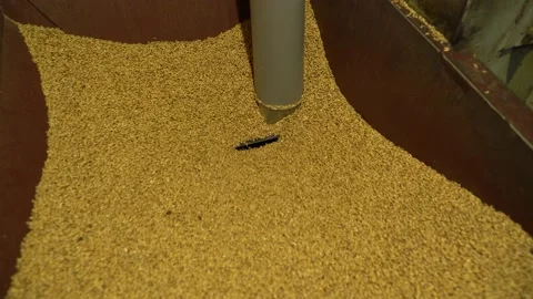 Grinding of malt for producing beer Making Craft beer Stock Footage 155275694