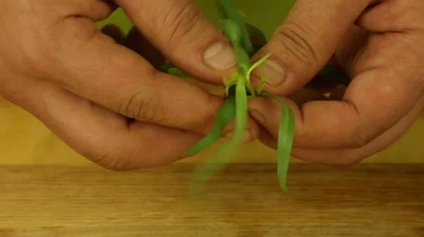 Grinding tarragon sprigs Stock Footage 61873884
