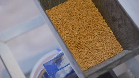 Grinding wheat in an electric mill, top view Stock Footage 310169149