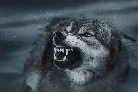 Grinning wolf in the winter forest Stock Photos