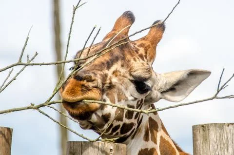 Griraffe eating from a tree Stock Photos