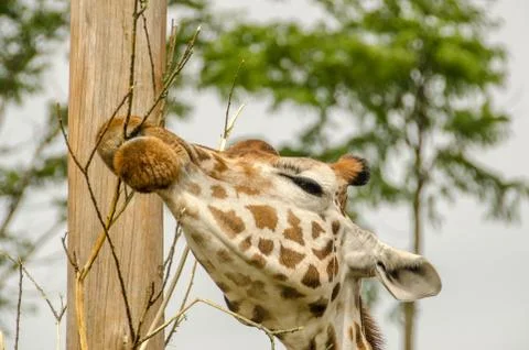 Griraffe eating from a tree Stock Photos