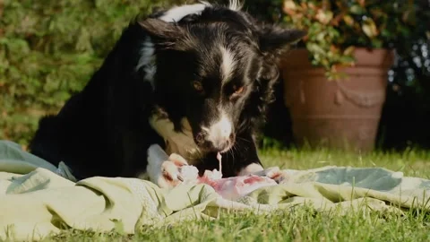 A gritty border collie puppy dog ​​eagerly tears the skin off the bone Stock Footage 194041432