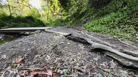 Gritty Deer Carcass on a Forest Creek Bank Beside a Wooden Footbridge Vídeo Stock 345177896