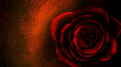 Gritty Textured Background with a Blooming Rose Stock Footage 49483116