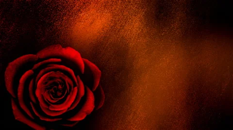 Gritty Textured Background with a Blooming Rose Stock Footage 49483192
