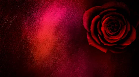 Gritty Textured Background with a Blooming Rose Stock Footage 49483363