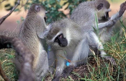 GRIVET cercopithecus aethiops Stock Photos