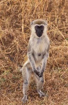 GRIVET cercopithecus aethiops Foto stock