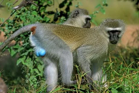 GRIVET cercopithecus aethiops Foto stock