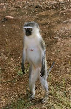 GRIVET cercopithecus aethiops Stock Photos