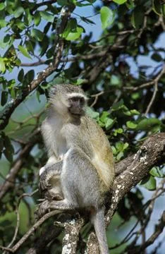 GRIVET cercopithecus aethiops Stock Photos