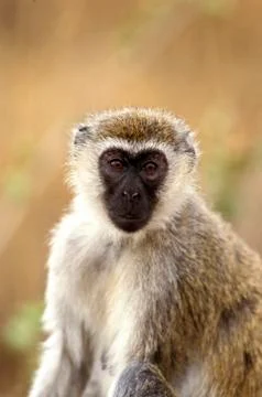 GRIVET cercopithecus aethiops Stock Photos