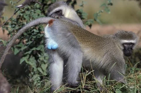 GRIVET cercopithecus aethiops Stock Photos