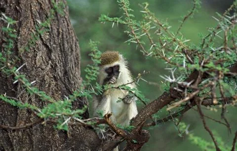 GRIVET cercopithecus aethiops Stock Photos