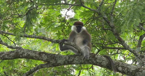 GRIVET MONKEY Stock Footage 256576601