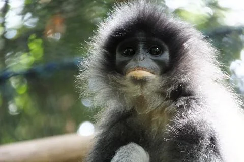 Grizled Leaf Monkey (𝘗𝘳𝘦𝘴𝘣𝘺𝘵𝘪𝘴 𝘤𝘰𝘮𝘢𝘵𝘢) Stock Photos