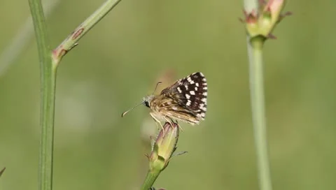 Grizzled Skipper Moth, Pyrgus malvae Stock-Footage 11275322